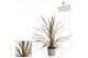 Cordyline Cordyline Red Heart 75 - 80 cm 1 pp 30 cm diameter 