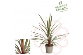 Cordyline Cordyline Red Heart 75 - 80 cm 1 pp 30 cm diameter