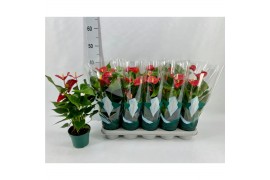 Anthurium andr. aristo Basic