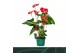Anthurium andr. madural 6 bloem 