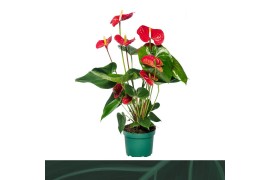 Anthurium andr. madural 6 bloem