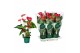 Anthurium andr. madural 6 bloem 