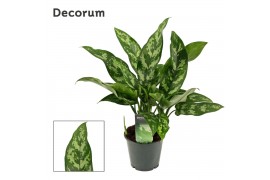 Aglaonema maria decorum