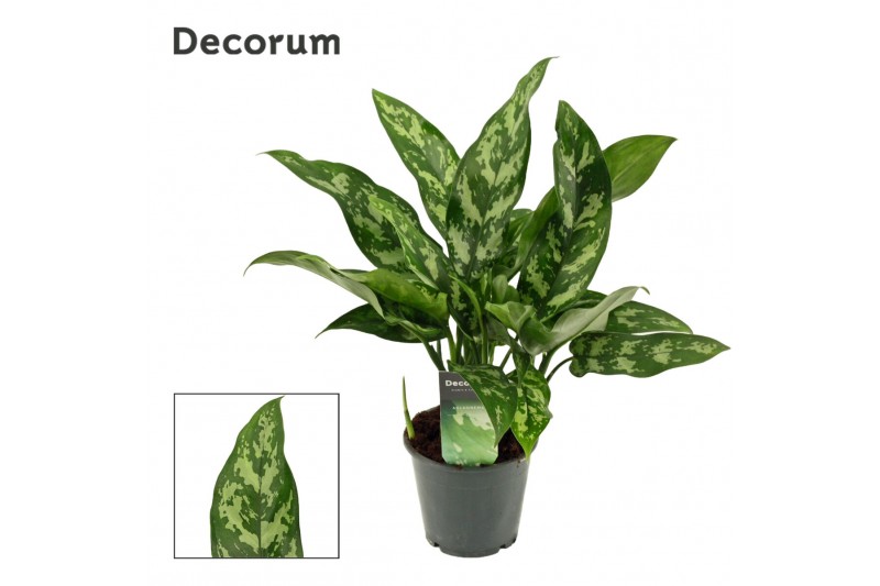 Aglaonema maria decorum 