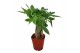 Pachira aquatica triple stam 