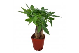Pachira aquatica triple stam