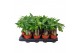 Pachira aquatica triple stam 