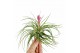 Tillandsia tillandsia stricta met bloem 1 bl. 