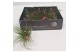 Tillandsia tillandsia stricta met bloem 1 bl. 