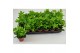 Peperomia peperomia pereskiifolia 