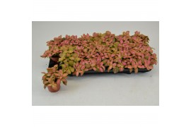 Fittonia zalm ruby lime