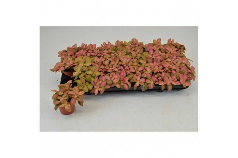 Fittonia zalm ruby lime 