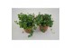Pilea depressa sao paulo 