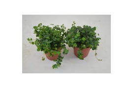 Pilea depressa sao paulo