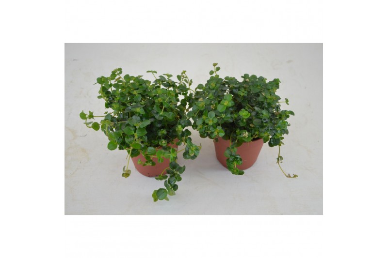 Pilea depressa sao paulo 