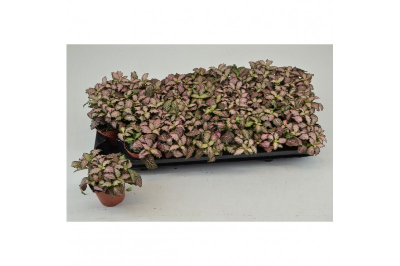 Fittonia mosaic pink tiger 