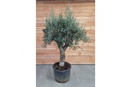 Olea europaea