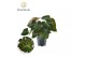 Philodendron verrucosum incensi 