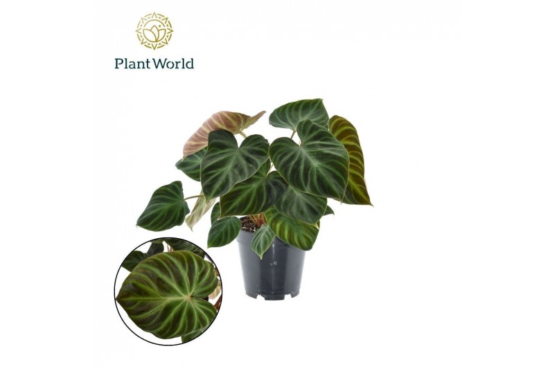 Philodendron verrucosum incensi 