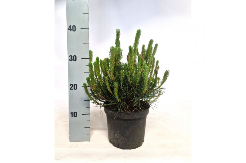 Pinus mugo var. pumilio 
