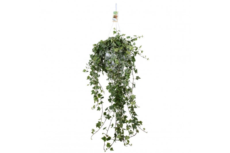 Hedera helix eva 20pp - 90-100cm Rank - Hangpot XXL Hedera helix eva 20pp - 90-100cm Rank - Hangpot XXL