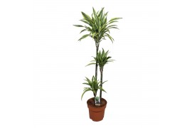 Dracaena fragr. der. lemon lime 3pp - 90-60-30