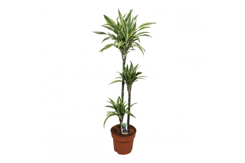 Dracaena fragr. der. lemon lime 3pp - 90-60-30 Dracaena fragr. der. lemon lime 3pp - 90-60-30