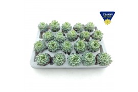 Echeveria elegans xl