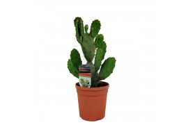 Opuntia vulgaris