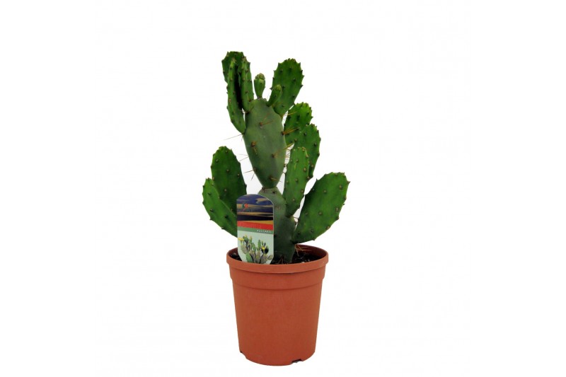 Opuntia vulgaris 