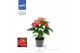 Anthurium andr. karma red 