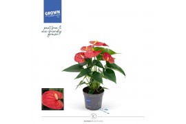 Anthurium andr. karma red