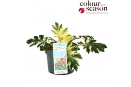 Acanthus mollis White Water