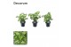Syngonium pixie decorum 