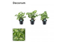 Syngonium pixie decorum