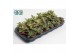 Aeonium mix 