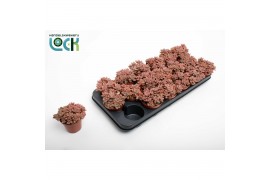 Sedum bordeauxhart