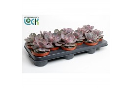 Echeveria perle von nurnberg zonder bloem