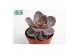 Echeveria perle von nurnberg zonder bloem 