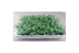 Sedum sieboldii
