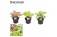 Syngonium mix decorum 