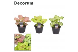 Syngonium mix decorum