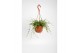 Senecio Senecio Radicans String of Bananas 25 - 29  cm 