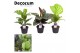 Calathea mix decorum 