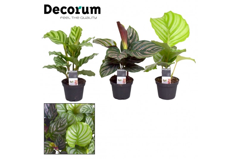 Calathea mix decorum 