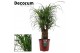 Beaucarnea recurvata decorum 