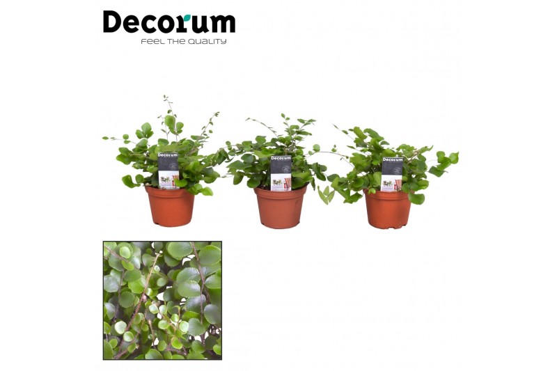 Pellaea rotundifolia decorum 