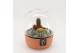 Arrangementen cactus CTCR-2538 Cactus Essentials Terrarium 3 pp 