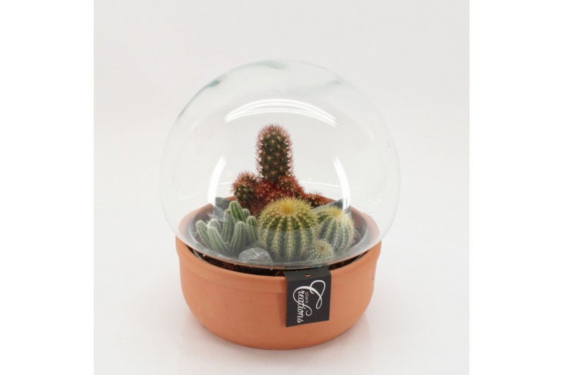 Arrangementen cactus CTCR-2538 Cactus Essentials Terrarium 3 pp Arrangementen cactus CTCR-2538 Cactus Essentials Terrarium 3 pp