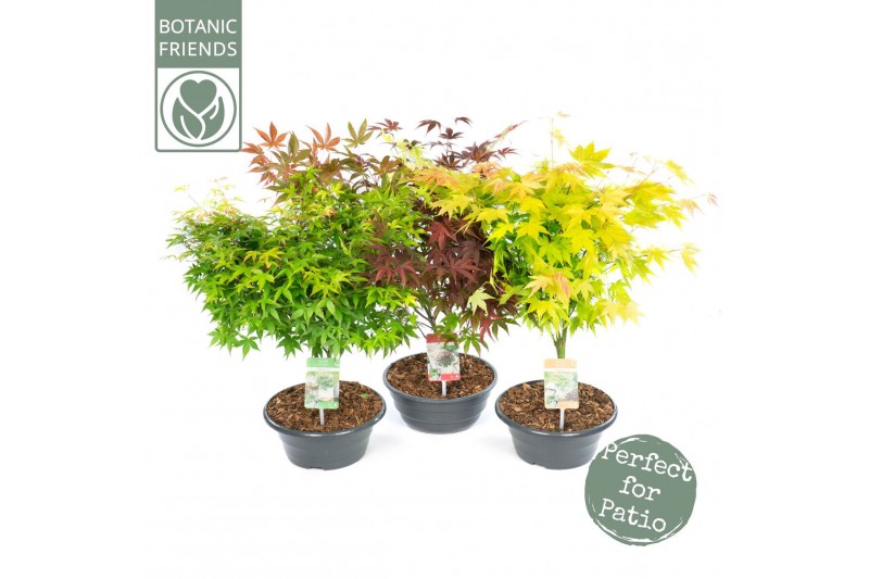 Acer palmatum mix 3 kleuren per cc 